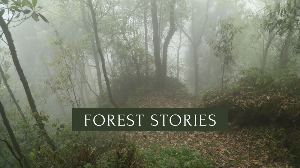 Campfire forest-stories-healing-min